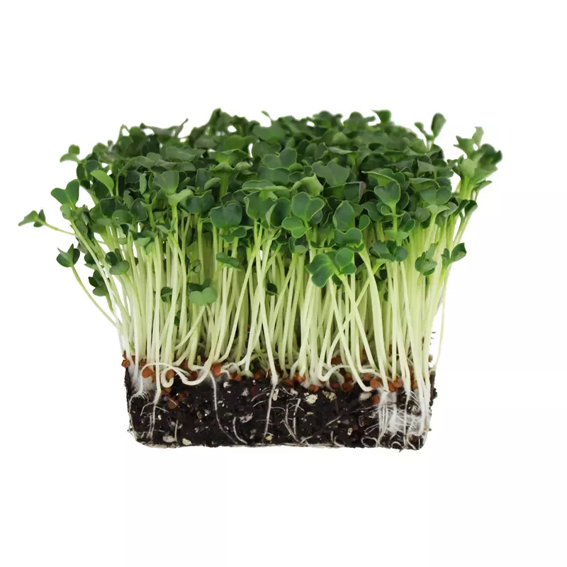 Radish